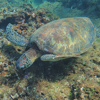 海龜海洋生態解說